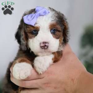 Daisy, Mini Bernedoodle Puppy